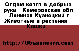 Отдам котят в добрые руки - Кемеровская обл., Ленинск-Кузнецкий г. Животные и растения » Кошки   